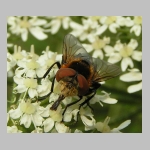 Phasia hemiptera - Raupenfliege w03.jpg